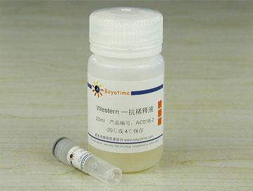 Calnexin抗体(小鼠单抗)